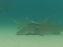 Lemon shark, Negaprion brevirostris, Swims by, Bahamas  Stock Footage