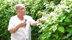 Senior Asian Man Pruning Leaf of Tree Stock Footage