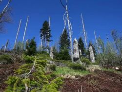 Dead Trees in Damaged Forest Dolly Shot Stock Footage
