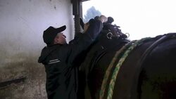 CLEAN : Spared the butchers knife horses get new life in Italy News Clip