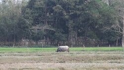 Thai Water Buffalo Eating in the field Stock Footage