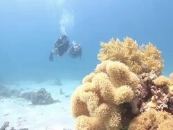 Divers swim past colorful corals. Stock Footage