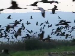 Common crane (Grus grus) Stock Footage