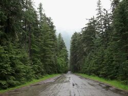 WS View of Road through dark evergreen forest in rain / West Glacier, Montana, United States Stock Footage