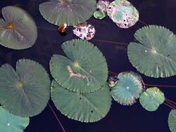 lotus leaf Stock Footage