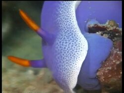 MS pair of Sea Slugs, H. bullocki, feeding on coral, orange crests entwined, Sipadan, Borneo, Malaysia Kapalai, Sipadan, Borneo Stock Footage