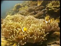 False Clownfish by yellow Anemone, Tar Park, Sabah, Borneo, Malaysia Stock Footage