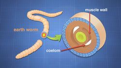 Animal Skeletons Instructional Video