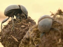MS ZI R/F Shot of two flightless dung beetles working into elephant dung / Port Elizabeth, Eastern Cape, South Africa Stock Footage