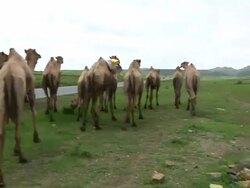 Ethiopian man leading camels Stock Footage