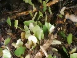 Leaf Cutter Ants (Atta sp.) carrying pieces of leaves to their nest at night in the rainforest, Ecuador Stock Footage