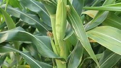 Ear of the corn in field Stock Footage