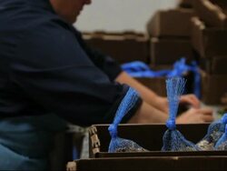 Oyster Stock Footage