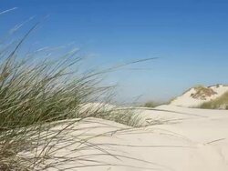dune grass at coast in wind Stock Footage