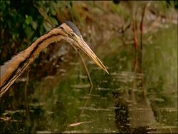 Purple Heron (Ardea purpurea) stalking, Parque Natural Sierras de Cardena y Montoro, Andalusia, Southern Spain Stock Footage