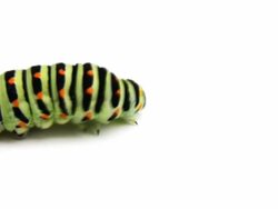 Swallowtail caterpillar isolated on white. Stock Footage