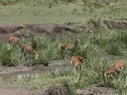 MS Common reedbuck eating grass in grass field / National Park, Africa, Kenya Stock Footage