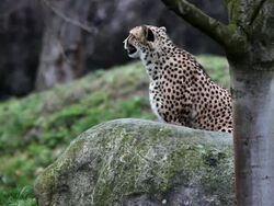 Gepard Stock Footage