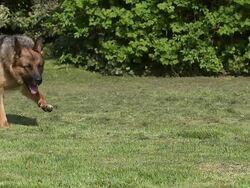 Domestic Dog, German Shepherd Dog, Female running on Grass, Slow motion. Stock Footage