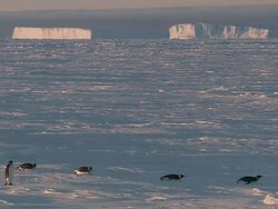 WS Adult penguins sliding on belly / EkstrÃƒÂ¶m Ice Shelf,Atka Iceport Emperor Penguin Colony,  Queen Maud land, Antarctica Stock Footage