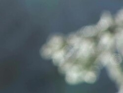 HD: Frozen twigs Stock Footage