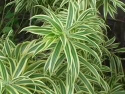 Rainbow Gum Plant Stock Footage