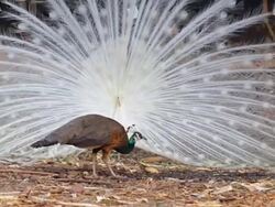 White Peacock display his colorful feather. Stock Footage