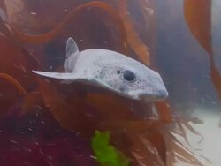 Small Spotted Catshark Stock Footage