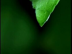 High Speed - CU water dripping from leaf, Front view, green background Stock Footage