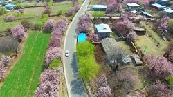 Peach blossom, Nyingchi, Tibet Stock Footage