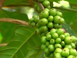 Fairtrade coffee beans Stock Footage