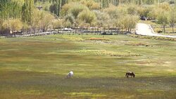 Horse eating grass at Holy Fish Pond in front of Shey Palace in Leh Ladakh, Northern India Stock Footage