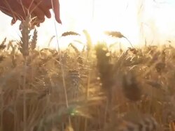HD SUPER SLOW-MOTION: Couple Walking In Wheat Field Stock Footage
