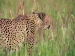 MS TS Cheetah walking through tall grassy field / Ongava, Kunene, Namibia Stock Footage