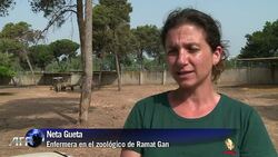 VOICED: Nacio un rinoceronte en Israel News Clip