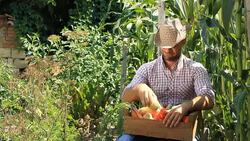 Farmer picking vegetables Stock Footage