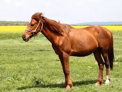 Horse on the field Stock Footage