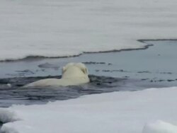 MS, Polar bear (Ursus maritimus) swimming in ocean and climbing on ice floe, Russia Stock Footage