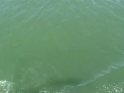 2 Dolphins jump out of water dolphin leads from water, POV boat, MS, USA Stock Footage