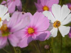 bee eat pollen Stock Footage
