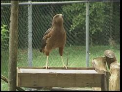 Rare frogs halt highway expansion News Clip