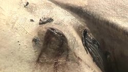 Dead Whale Draws Spectators on Calif. Beach News Clip