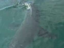 White shark at surface, dorsal out of water, South Africa,  Stock Footage