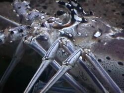 Lobster swimming in Acuarium Stock Footage