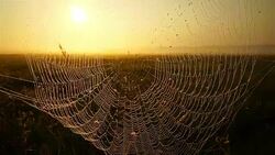 Martinmas summer Stock Footage