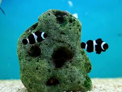 Tropical Fish Clownfish Stock Footage