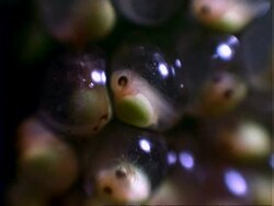 Tree frog eggs, late embryo within egg, BCU, Panama. Stock Footage