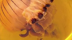 Compass jellyfish caught in a bucket off the coast of Newquay News Clip