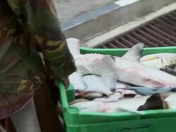 MS TS Men carrying crate of dead fish with including juvenile hammerhead shark / Brunei, Brunei Darussalam Stock Footage