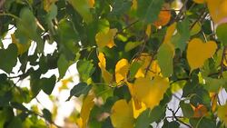 Moving of Buddhist Tree Leafs Stock Footage